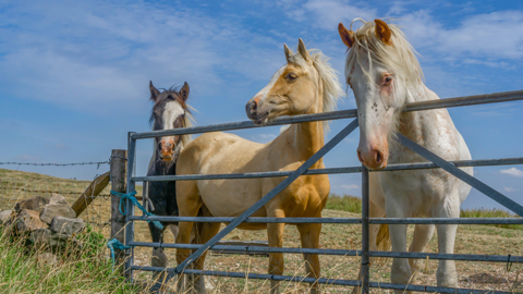 Three horses, one dark brown, one beige and one white stood behind a metal fence with a field behind them