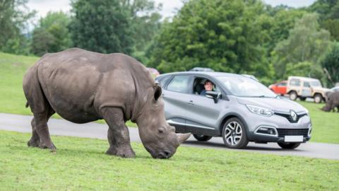 A rhino stands near a car at Woburn Safari Park