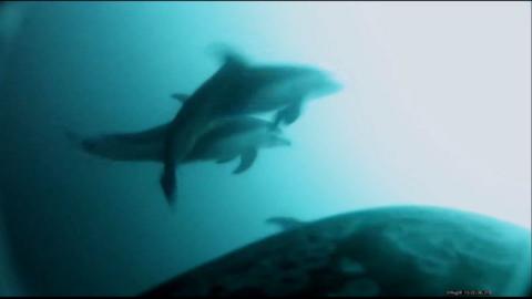 Two dolphins are seen underwater in a still of the footage