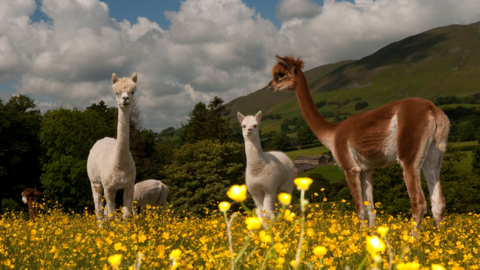 Newly sheared Alpacas (Lama pacos) in field during early summer in Cumbria.