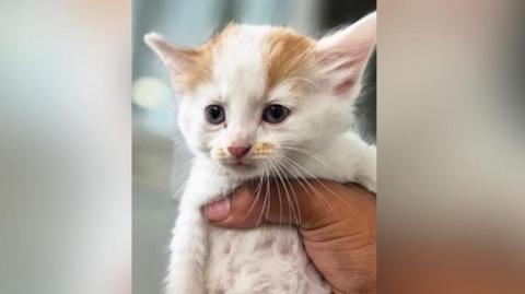 A young white kitten being held in one hand.