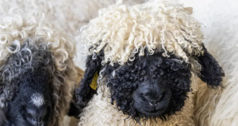 A close-up image of two Valais sheep. They have black faces and a mop of white curls