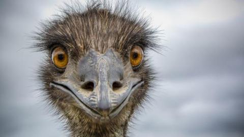 A close-up of an Australian Emu with the bird looking directly at the camera apparently with a scary smile.