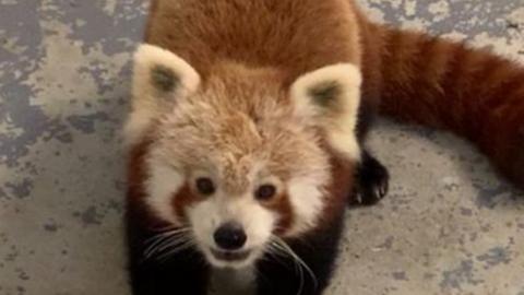 Kush the red panda