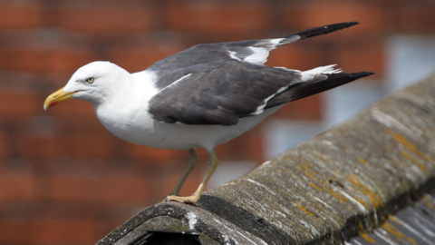 A seagull on a rooftop