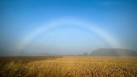A field of wheat below a bright blue sky. Bending through the sky is a fog bow arching over the field