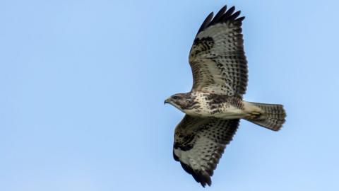 Hen harrier