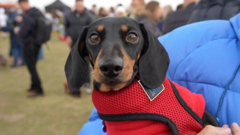 Black and brown sausage dog wearing a red harness and is held by a person wearing a blue outdoors jacket.