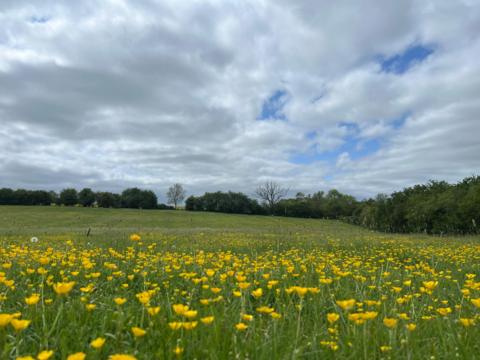 Yellow wildflower meadow under a cloudy sky in Combrook, Warwickshire