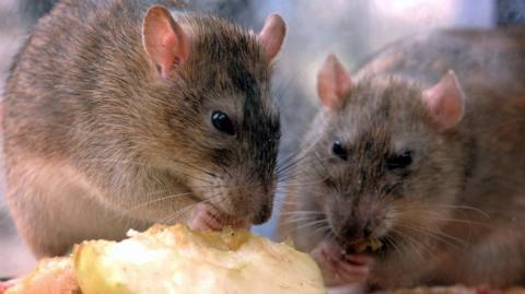 Close-up of two rats feasting on a slice of apple