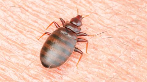An image of a bed bug, which is brown with black stipes and has six legs, on human skin.