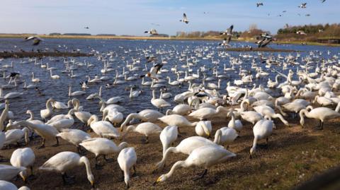 Hundreds of the whooper swans. which have a striking bright white plumage and yellow and black beaks, are on a grassy verge and in the water at the wetland.