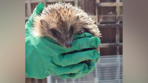 A hedgehog called Leccy being held by a pair of hands in green gloves