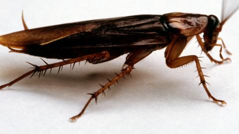 Cockroach on white background