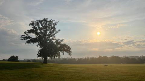 A large tree is standing in a field with the sun low in the sky behind - a woodland can be seen in the far background