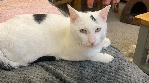 A white cat with black patches sits on a grey blanket beside a table and looks at the camera