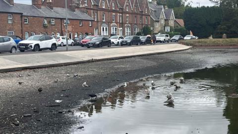 The sloping banks of the Crammer pond, usually filled to a concrete ledge, have now dried up by several metres. There are birds bathing in the remaining water in the pond's centre. In the background, lots of cars are parked on a residential street.