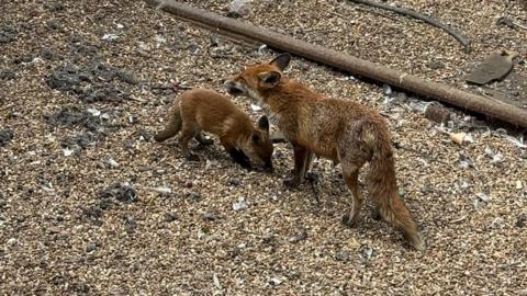 Two foxes close to the railway track at Brighton station