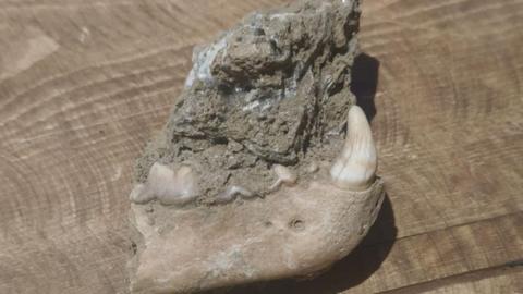 The jawbone of a wolverine - the lower half of the animal's jawbone, with some teeth, including one large canine still attached. It rests on a wooden table.