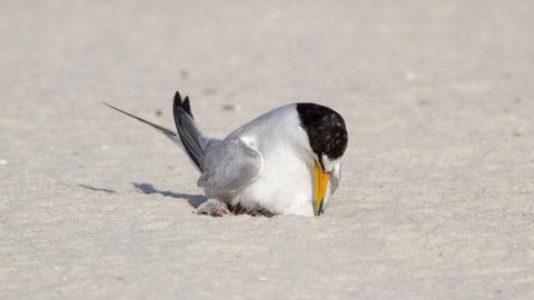 A least tern tends to a newly hatched chick in the sand