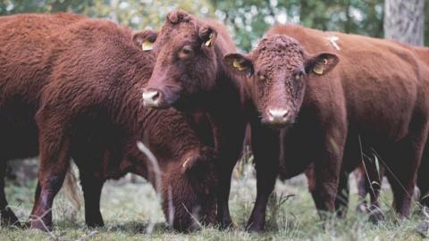 The herd of Ruby Devon Cows