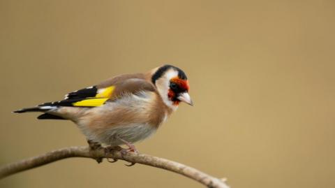 A goldfinch is perched on a small twig, it has a soft brown coloured chest with striking bright yellow and black wings. The bird has a bright red face with a streak of black at the top of its head, and a small pinkish-white beak.