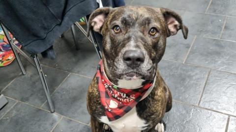 A Staffordshire bull terrier cross, wearing a red bandana with the words Merry Christmas, sits on the black tiled floor.