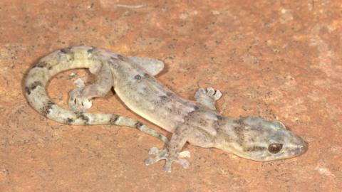 Adult female Blyde Rondavel Flat Gecko (Afroedura rondavelica) - one of several individuals that were seen or captured during the expedition.