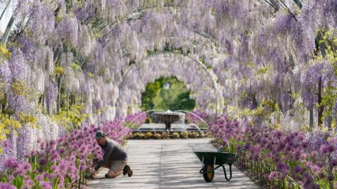 A horticulturist tends to the flower beds at RHS Wisley