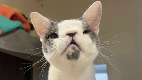 Sid is grey and white and has a deformity which affects his nose and eye area in this picture. He is looking at the camera.