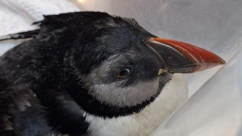 A weathered looking puffin with its black and white feathers and it's orange beak looking sorrowful.