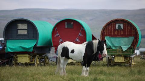 Horse stood in field in front of three carriages