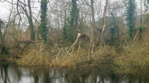 A fallen tree leaning into the water with other leafless trees surrounding it