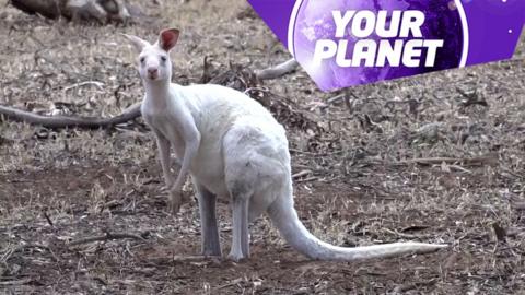 A white kangaroo and the Your Planet logo