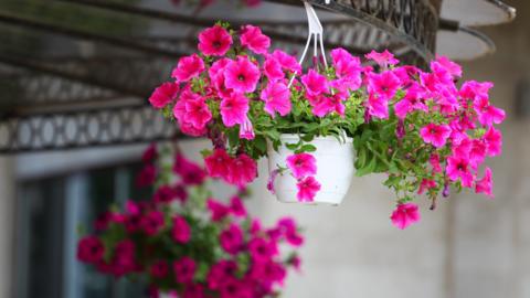 A flourish of bright pink petunias in a hanging basket