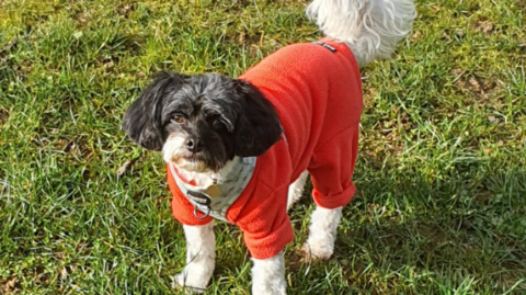 Coco the Cavapoo has black and white fur and is wearing an orange coat.