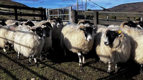 A flock of Angus Black Faced Sheep with thick fleece are penned in on the hillside.