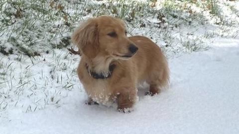 Dog in the snow