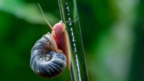 A ramshorn snail crawling up the side of a plant stem. The background is green and out of focus.