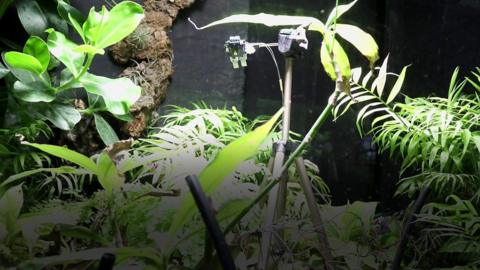 Selfie taking plant