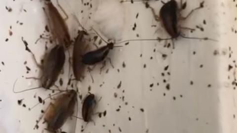Small and big brown cockroaches on a white wall. 