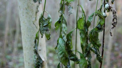 Ash dieback on leaves