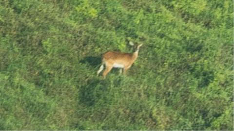 Photo of the Upemba Lechwe.