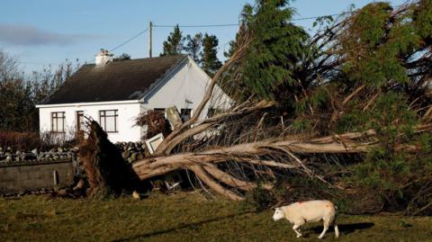 A white cottage with a fallen tree in front of it. A sheep is walking in front of the tree. The sky is clear blue in the background. 