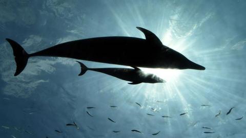 A baby bottlenose dolphin swims beside his mother at the Hakkeijima Sea Paradise aquarium in Yokohama, suburban Tokyo