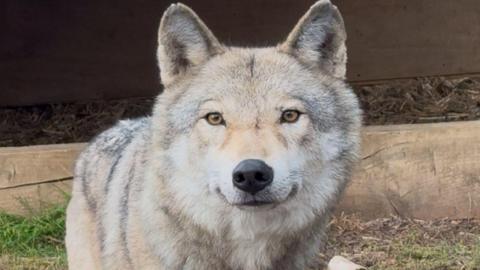 A wolfdog looks at the camera. The animal is sitting outside with grass visible