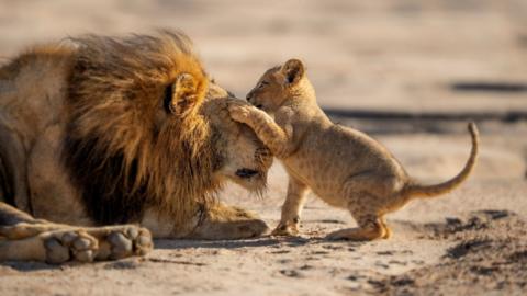 A lion cub plays with its father. It has one paw on his face 