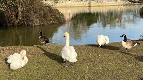 Five birds along Bedford's Embankment, showing three swans and two geese. They are all by the side of a river, standing or sitting on grass, with water in front of them and a stone wall on the other side of the river. 