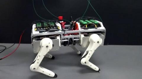 Robotic cat