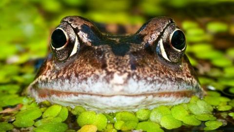 Frog in pond